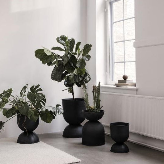 Plante benefice pentru casă: avantajele pe care ți le oferă