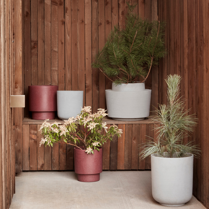 Integrarea plantelor în amenajările scandinave indoor și outdoor