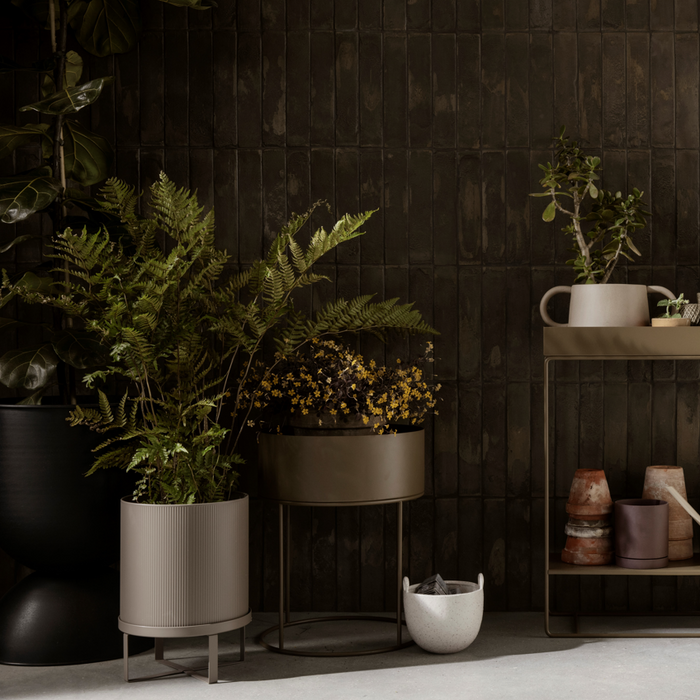 Cum sa folosesti plantele in decorul casei tale