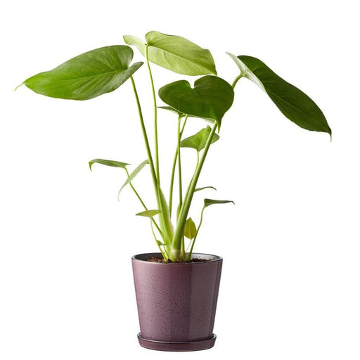 Ghiveci cu Farfurie din Ceramica Liliac  BITZ